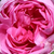 Rose - Rosiers centifolia (Provence) - Bullata
